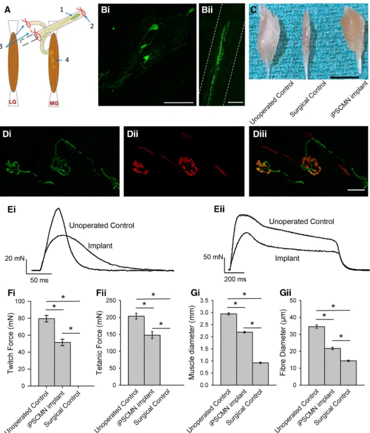 Figure 9. Implanted iPSCMNs form anatomical connections with host muscle fibers, promote recovery of muscle force, and maintain muscle size after nerve injury