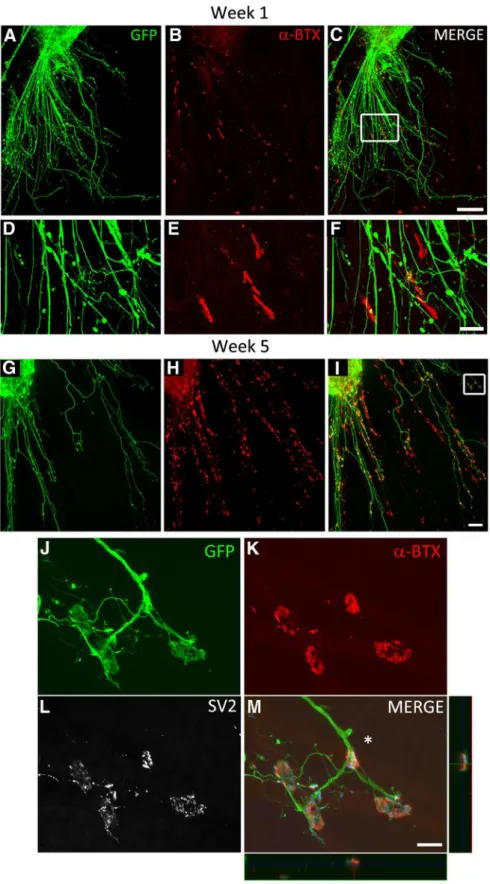 Figure 4. iPSCMNs form NMJs with cocultured chick myofibers. A – C , eGFP ⫹ motoneurons extend axons along myofi- myofi-bers ( A ) and associate with plaques of ␣-btx-labeled AChRs during the first week in culture ( B , C )