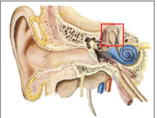 Figure 2.9. Location of the vestibular system in the inner ear. 