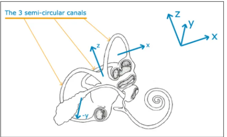 Illustration adapted from a drawing from Queen Mary University of London. 