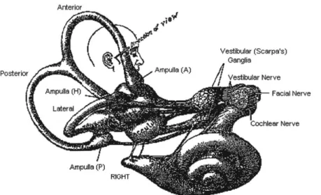 Figure 2: Anatomy  of the vestibular system  (Howard, 1986).