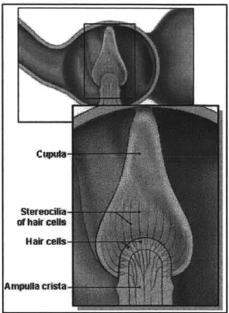 Figure  3: Detail of semicircular canal ampula (IMC,  2001).