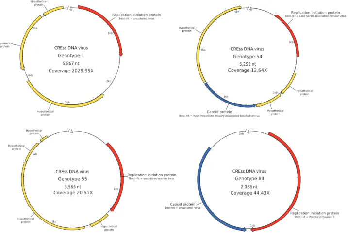 Fig. 8 Genomic maps of the four CRESS-DNA viruses detected in the grazed corals