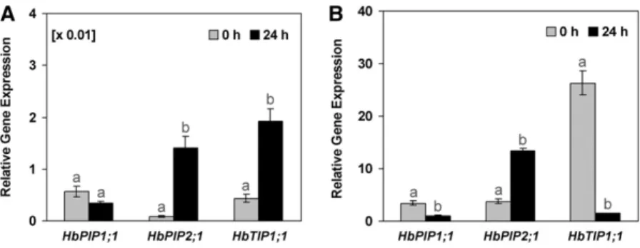 Figure 3. Relative transcript abundance of pHbPIP1;1, pHbPIP2;1, and pHbTIP1;1 in the latex and inner bark of control or Ethrel-stimulated virgin trees at 24 h after bark treatment