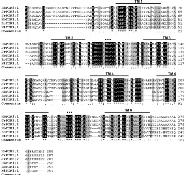 Figure 4. HbPIP2;1 and HbTIP1;1 deduced amino acid sequence alignment with PIP2s and TIPs from other plant species.