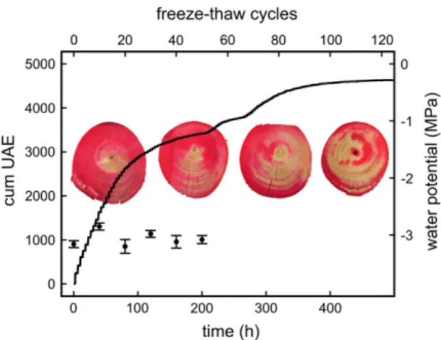 Figure 2. Cumulative UAE of a P. abies twig dehydrated to a c of 22.8 MPa and exposed to 120 freeze-thaw cycles