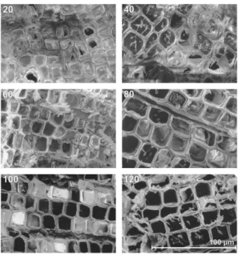 Figure 6. Cryo-SEM analysis of P. abies twigs dehydrated to a c of22.8 MPa and exposed to consecutive freeze-thaw cycles