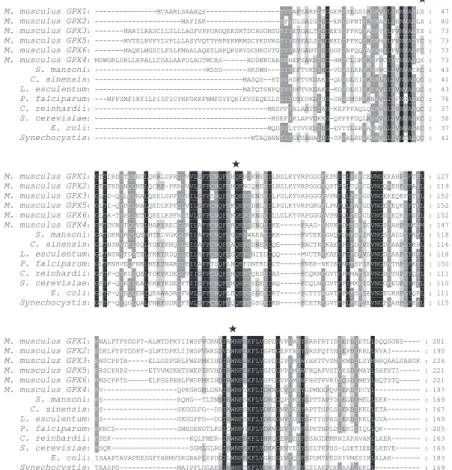 Fig. 1. Alignment of GPX amino-acid sequences from various organisms. The sequences were compared and aligned using CLUSTALW software [143]