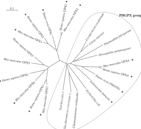 Fig. 2. Phylogenetic tree of GPX proteins from mammals and various organisms. The amino-acid sequences were compared using