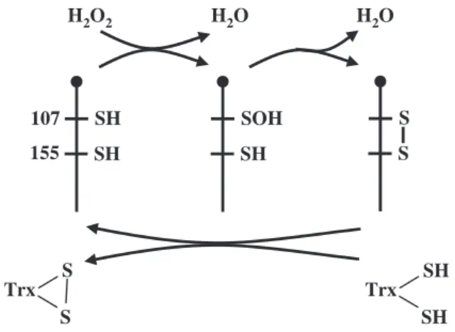 Fig. 3. Peroxide-reduction mechanism of NS-GPXs. The mechanism of H 2 O 2 reduction and GPX regeneration by thioredoxin is proposed for the NS-GPX from Brassica napus (GenBank accession number AF411209)