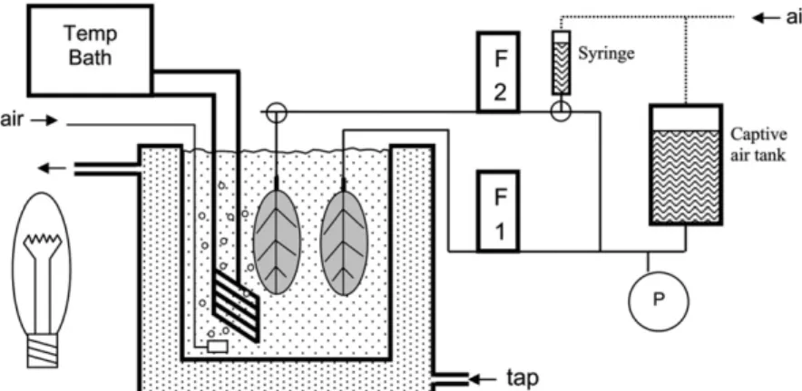 Figure 1. Experimental setup used to determine the light and temperature dependence of walnut leaf hydraulic conductance