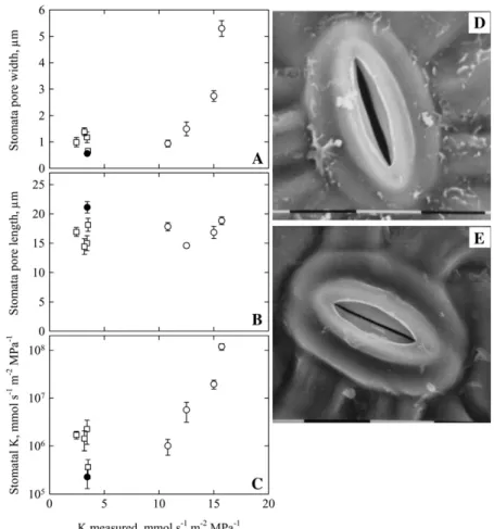 Figure 4. Stomatal movement during K leaf light re- re-sponse. Pore major (A) and minor (B) axes were observed with a Cryo-SEM on control leaves under dark (black circles) and light (white circles)  condi-tions and on illuminated leaves treated with CHX (w