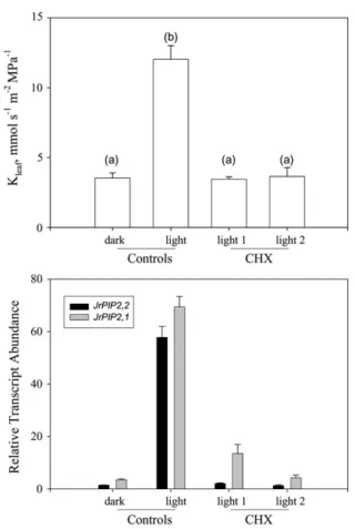 Figure 8. Mean K leaf values (a) and relative transcript abundance of JrPIP2,1 and JrPIP2,2 (b) in CHX-untreated (control) and CHX-treated leaves (CHX)