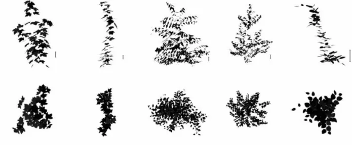 Fig. 1 Examples of reconstructed virtual saplings grown under the high irradiance regime (36% external irradiance) viewed from horizontal  (above) and vertical (below) directions