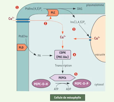 Figure 2. Rôle hypothétique du calcium dans la chaîne de transduction contrôlant la phosphorylation de  la PEPC dans les cellules du mésophylle