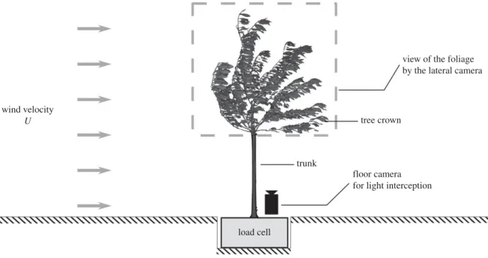 Figure 3b shows that the part of the foliage motion due to branch motion had a rather regular evolution of its  magni-tude with wind velocity