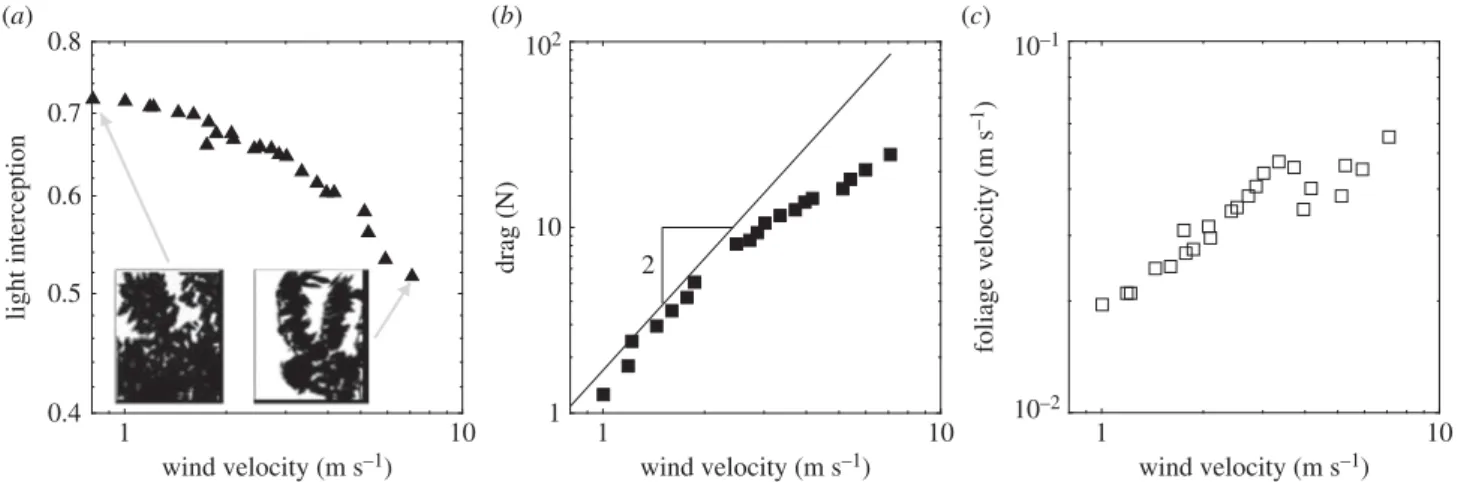 Figure 2. Global measurements on the tree as a function of the wind velocity U. (a) Light interception I, with instantaneous views from the camera (inserts), (b) drag on the tree crown D, in comparison with a quadratic dependence on velocity (rigid body), 