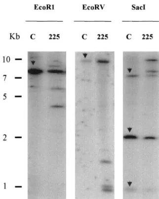 Figure 4. Determination of COMT protein content in the COMT-AS line, bm3 mutant, and control line by western-blot analysis
