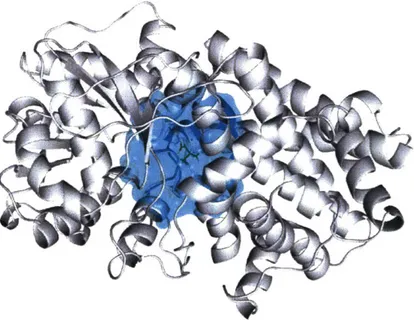Figure  5-1:  PyMol cartoon  visualization  of KARI  structure  116].  The  active  site  of the enzyme  (which  was  modeled  quantum  mechanically)  is  shown  as  a  blue  blob