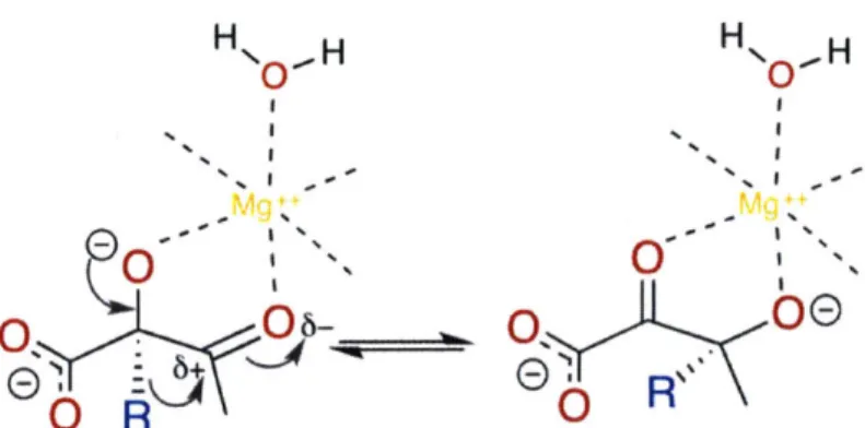 Figure  5-2:  The  alkyl  migration  catalyzed  by  the  KARI  enzyme  which  was  simulated using TPS  and  studied  in  this work.