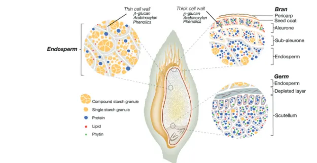 Fig. 1 Structural representation of the oat grain presenting di ﬀ erent oat tissues ( i.e