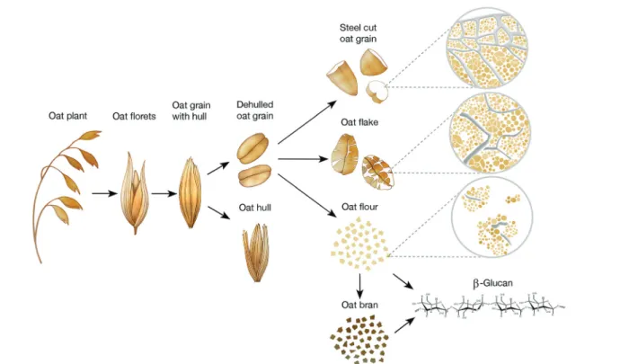 Fig. 2 summarises the di ﬀ erent levels of oat structural com- com-plexity, from the plant to the purified β-glucan, including oat products commonly consumed