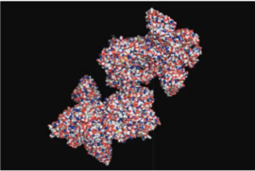 Figure 2: Molecular surface of inluenza hemagglutinin (A/Viet Nam/1203/2004 (H5N1)) in complex with a broadly neutralizing antibody F10.