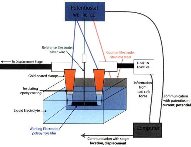 Figure  2-5:  Electrochemical  Dynamic  Mechanical  Analyzer  (EDMA).  The  polypyrrole acts  as  the  working  electrode  in  a  three-electrode  cell,  and  a  potential  is  applied across  the cell by  the potentiostat