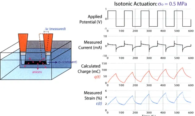 Figure  2-8:  Isotonic  actuation  in  O.1M  LiTFSI/PC,  with  an  initial stress  of 0.5  MPa.