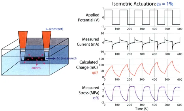 Figure  2-9:  Isometric  actuation  in 0.1M  LiTFSI/PC,  with an  initial stress  of 0.5  MPa.