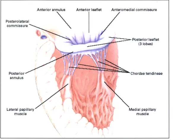 Figure 1:  The mitral valve.