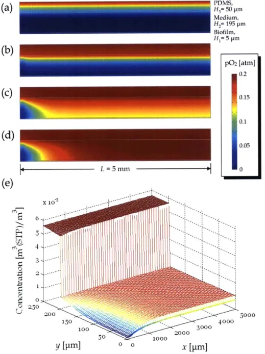 Figure 4.2.  Development  of  the  pO2  profile  in  a  microfluidic culture channel. The profiles at simulation time (a) 0.4  s,  (b)  2 S, (c)  10  s  and  (d)  50  s  demonstrate  the  02  diffusion  during oxygenation