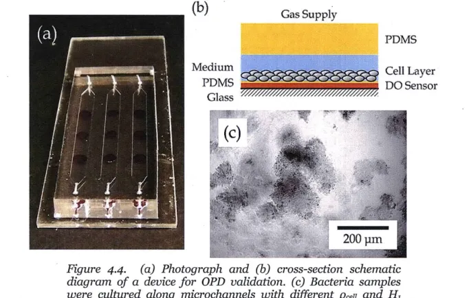 diagram of a  device for  OPD validation. (c)  Bacteria samples were  cultured along microchannels with  different  Pcel  and H, during experiment.