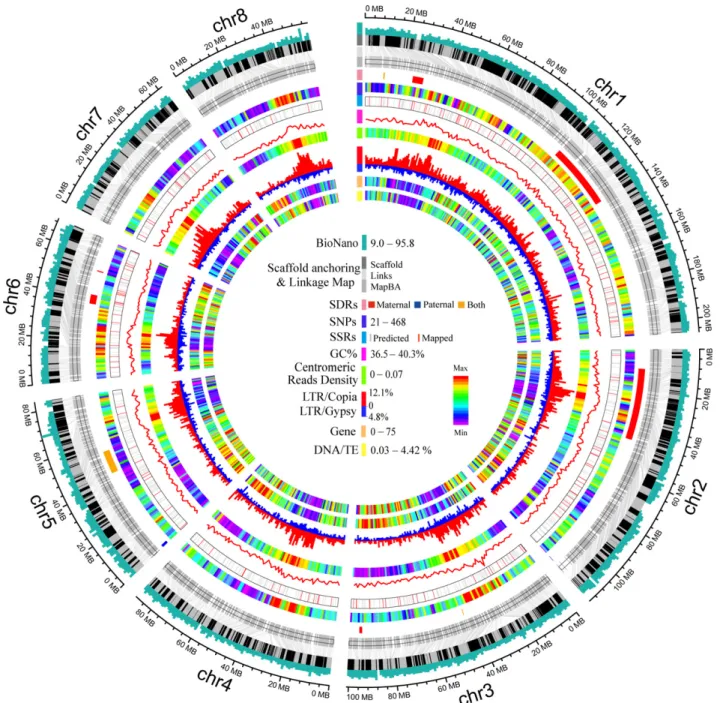 Figure 2. Genomic landscape of the pseudo-chromosomes of the ‘Chinese Tai-zi’. Tracks from the outside in represent the coverage of BioNano molecules, the links between the anchored scaffolds and MapBA, distribution of segregation distortion regions (SDRs)