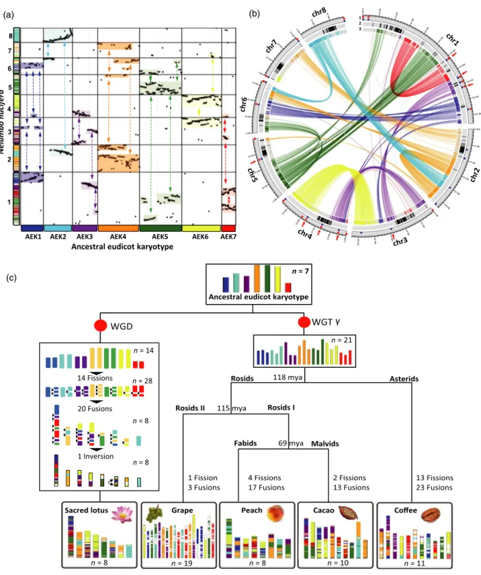 Figure 4. N. nucifera genome paleohistory.