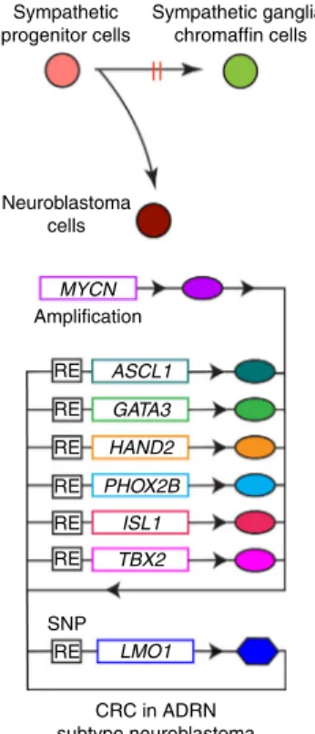 Fig. 8 Schematic image for CRC members in ADRN type of neuroblastoma.