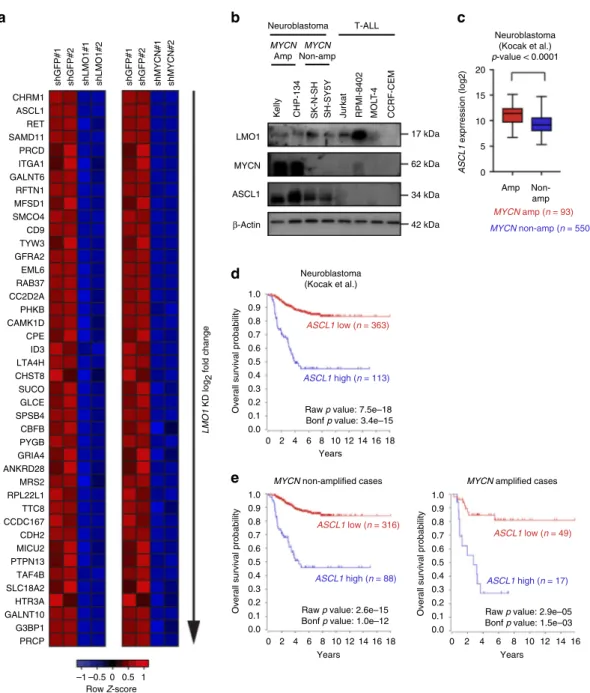 Fig. 3 ASCL1 a high-con ﬁ dence LMO1 target in neuroblastoma cells. a Heatmap image represents gene expression changes of selected genes after knockdown of LMO1 or MYCN in Kelly cells