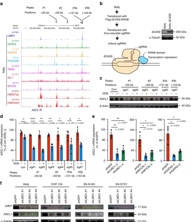 Fig. 4 ASCL is directly regulated by LMO1 and MYCN in neuroblastoma cells. a ChIP-seq gene tracks showing the binding locations of various transcription factors at the ASCL1 gene locus in Kelly cells