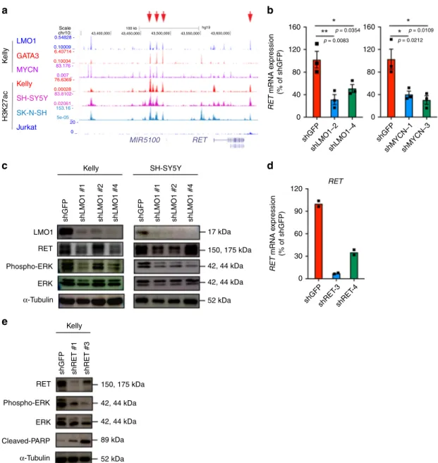 Fig. 5 RET is directly regulated by LMO1 in neuroblastoma cells. a ChIP-seq gene tracks showing the binding locations of various transcription factors at the RET gene locus in Kelly cells