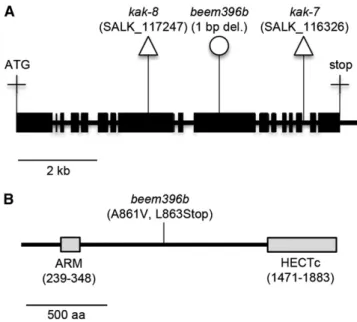 Figure 2. EMS mutation in beem396b generates a stop codon in the KAK gene. A, KAK gene model