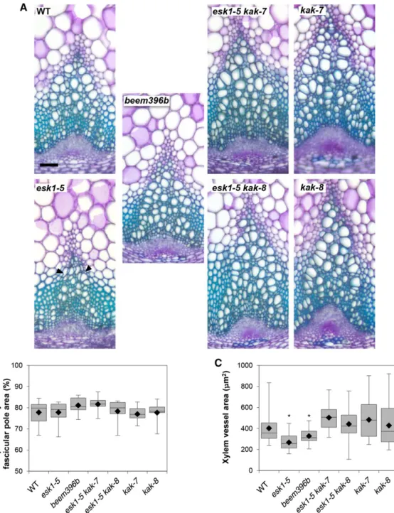 Figure 5. kak mutations have an effect on xylem morphology. A, Cross sections of stem vascular bundles stained with Toluidine Blue