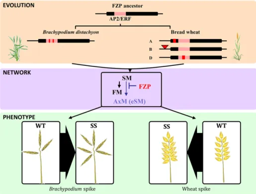 Figure 5. Evolutionary and functional model of FZP in grasses. FZP genes are illustrated as black horizontal bars showing substitutions in the AP2/ERF domain (red boxes), frameshift  muta-tions (red bars), and TE insermuta-tions in the promoter region (red
