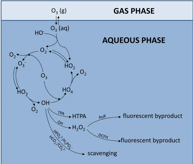 Figure  5.  Schematic  representation  of  chemical  processes  in  aqueous  solution  leading to formation of ROS from ozone decomposition  