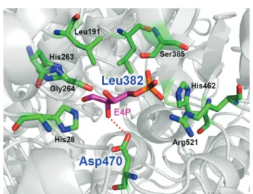 Fig. 1 Model of the acceptor binding pocket based on the X-ray crystal structure of TK from B