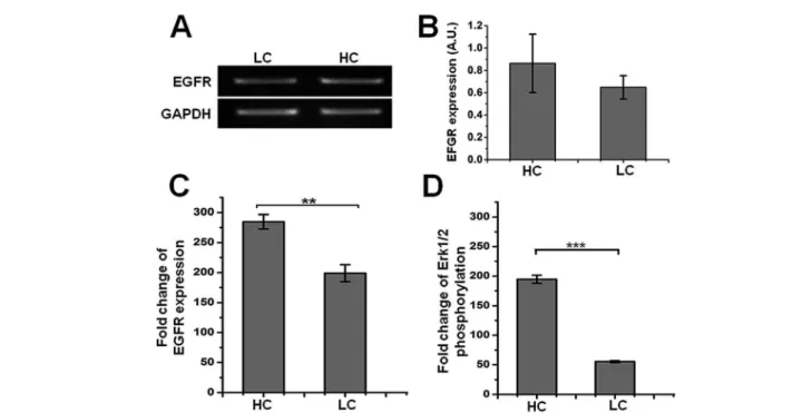 Fig. 5 Characterizations of EGF signaling for HC clones and LC clones. (A and B) RT-PCR analysis shows comparable EGFR gene expression between HC clones and LC clones