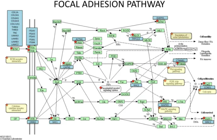 Figure 1: Focal adhesion pathway showing genes up-regulated in Stage II/III NSCLC adenocarcinomas relative to control RNA