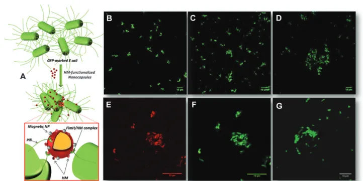 Fig. 3 Left: (A) Principle of bacterial agglutination in the presence of glyconanocapsules