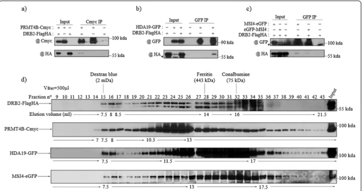 Figure 2 DRB2 interacts in planta with proteins involved in chromatin regulation. (a-c) Co-immunoprecipitations confirming the interaction between DRB2 and (a) PRMT4B, (b) HDA19, and (c) MSI4
