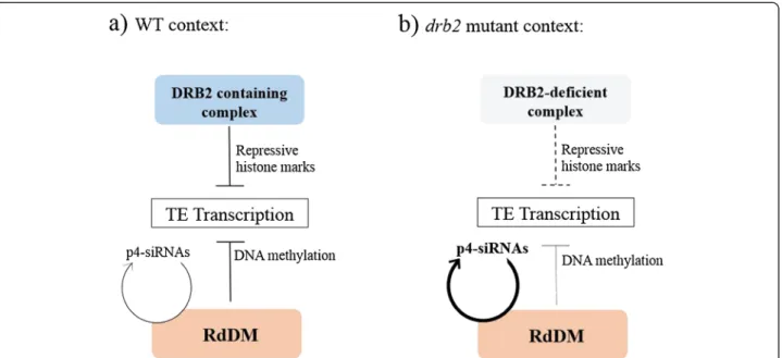 Figure 4 Proposed model for the action of the DRB2 containing complex, and the resulting situation in the drb2 mutant