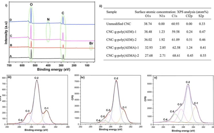 Figure 2. XPS data on unmodi ﬁ ed and modi ﬁ ed CNCs: (i) survey scan spectra of unmodi ﬁ ed CNC (A), CNC-BriB-1 (B), CNC-g-poly(AEM)-1 (C), and CNC-g-poly(AEMA)-1 (D); (ii) atomic composition (%) obtained by low resolution XPS and deconvolution of (iii) u